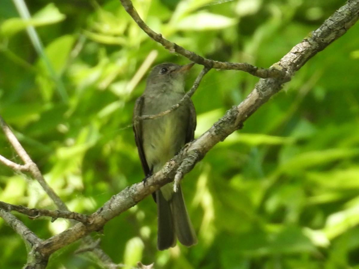 Eastern Wood-Pewee - ML637607355