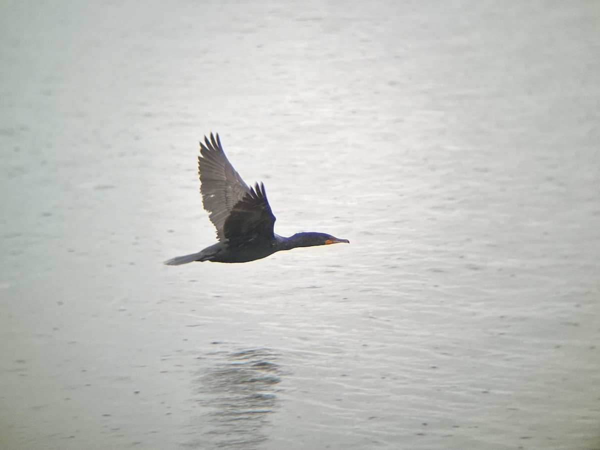 Double-crested Cormorant - ML637607425