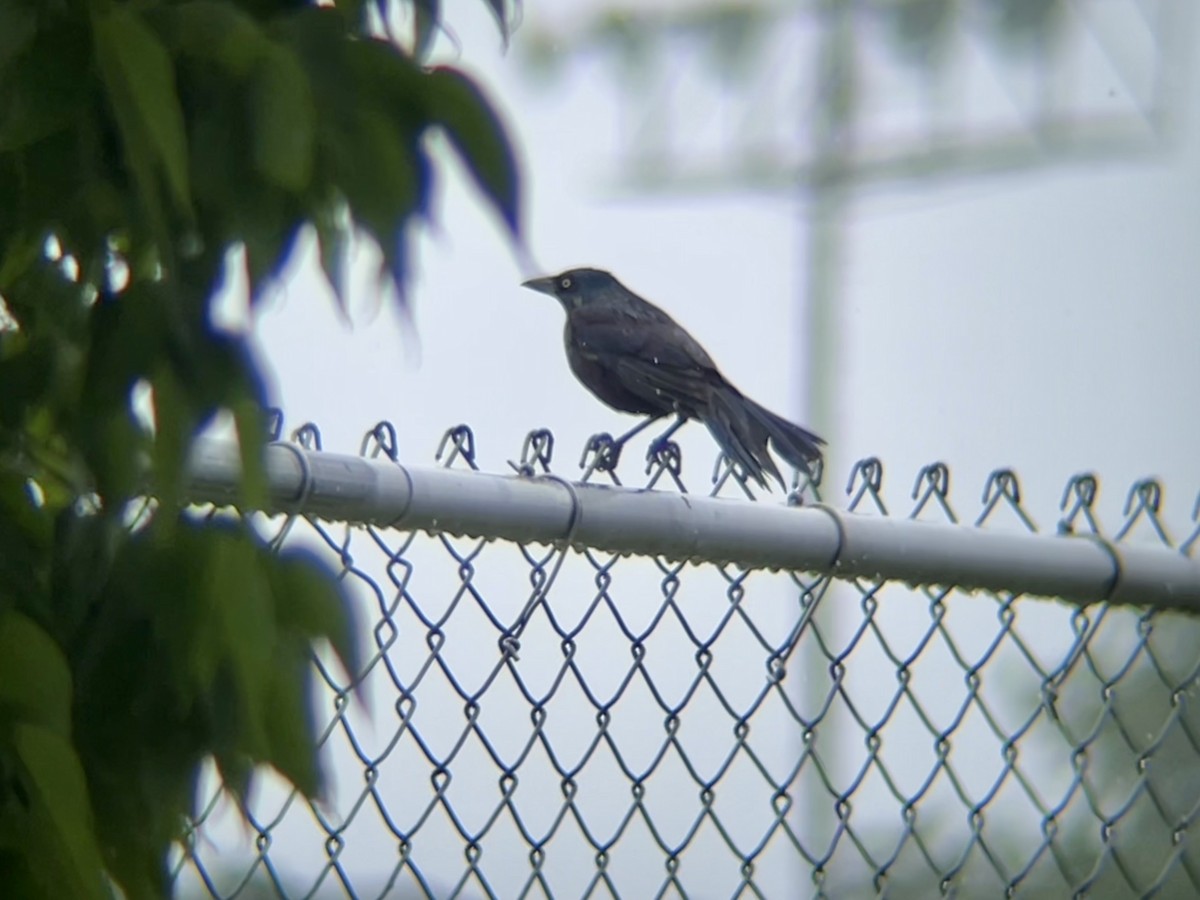 Common Grackle - ML637607432