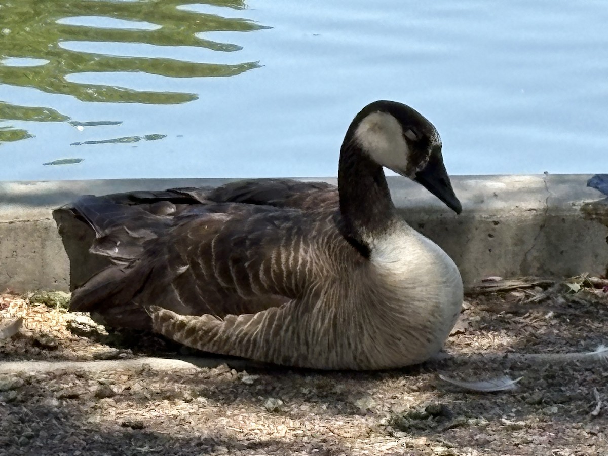 Graylag x Canada Goose (hybrid) - ML637607444