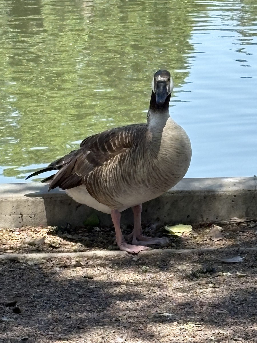 Graylag x Canada Goose (hybrid) - ML637607445