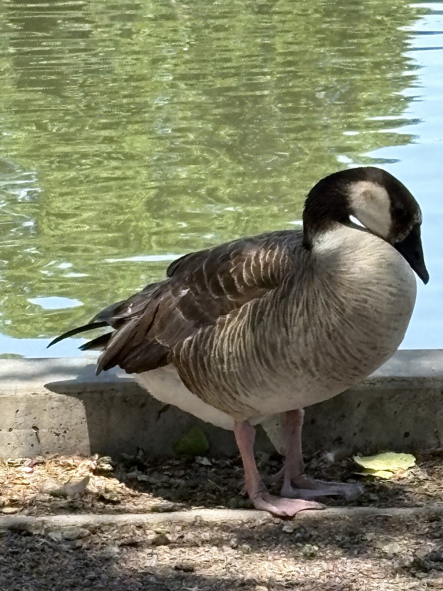 Graylag x Canada Goose (hybrid) - ML637607446