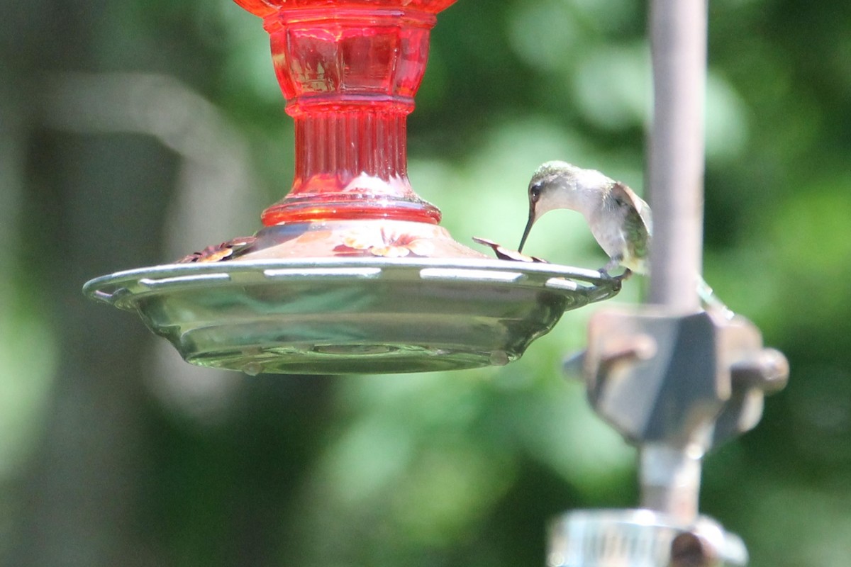 Ruby-throated Hummingbird - ML637607452