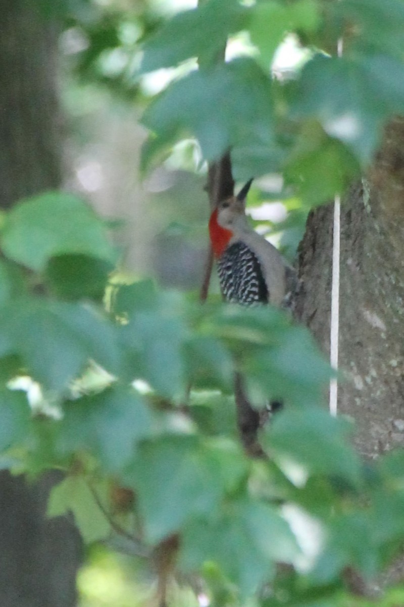 Red-bellied Woodpecker - ML637607458