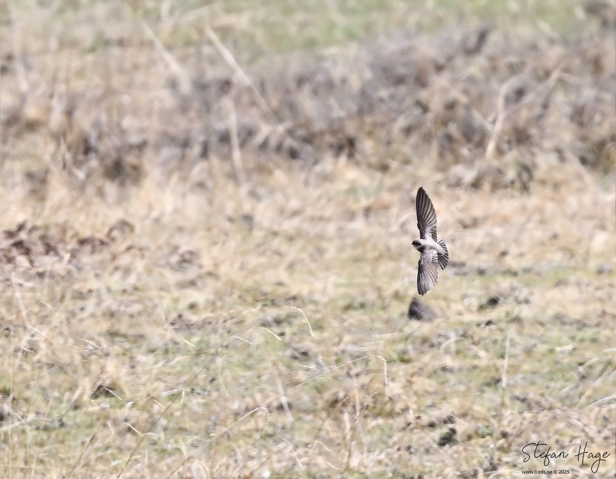 Pale Martin - ML637607484