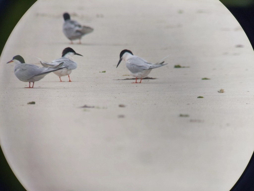 Roseate Tern - ML637607501