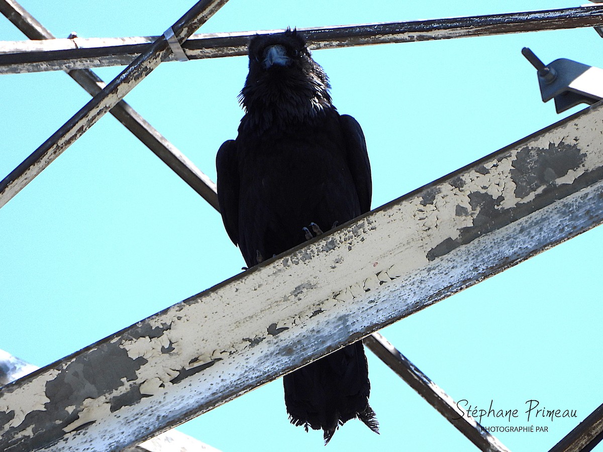 Common Raven - ML637607516