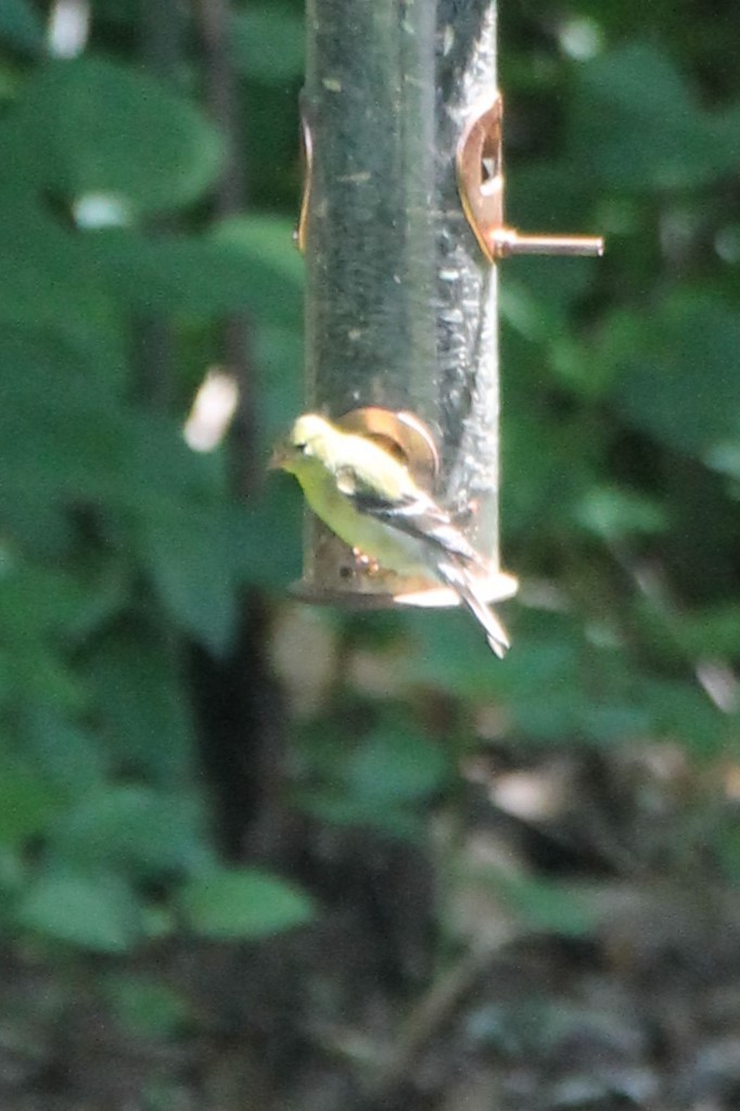 American Goldfinch - ML637607543
