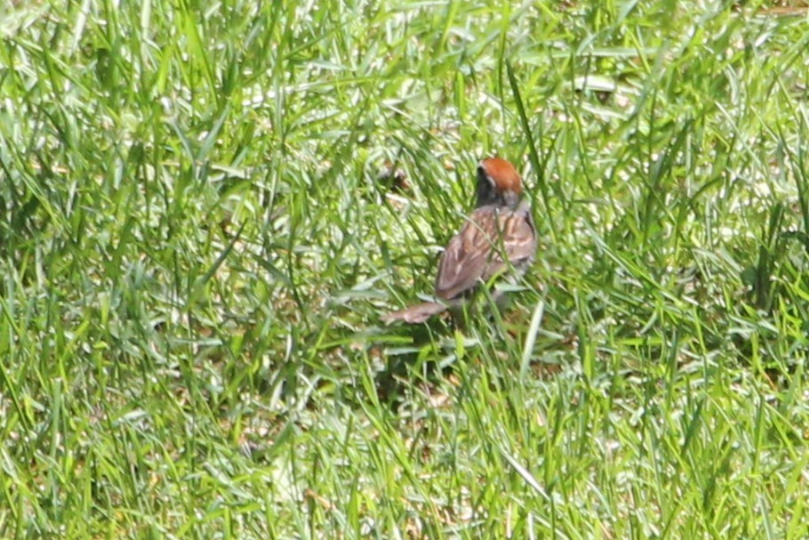 Chipping Sparrow - ML637607553