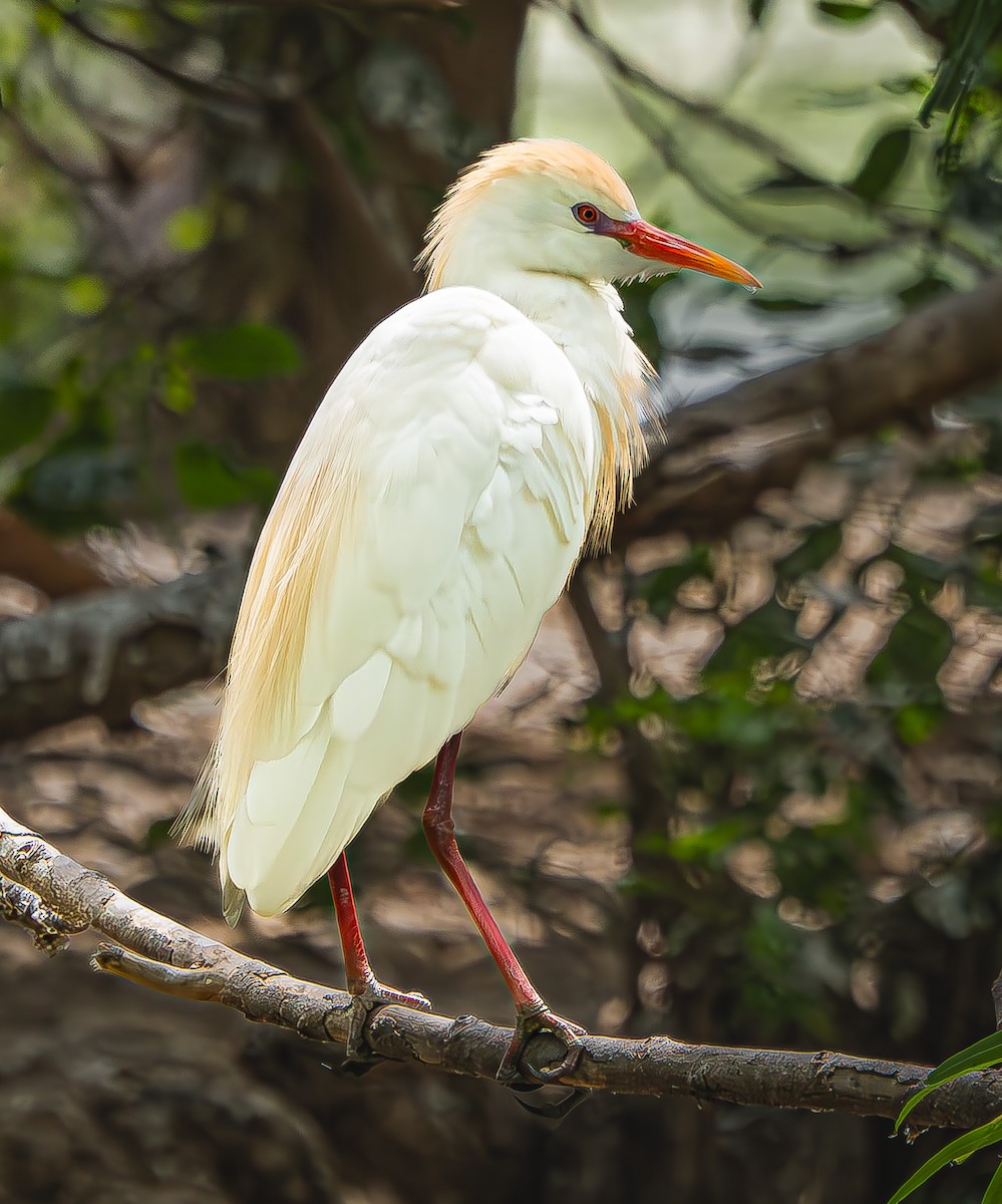 Western Cattle-Egret - ML637607589