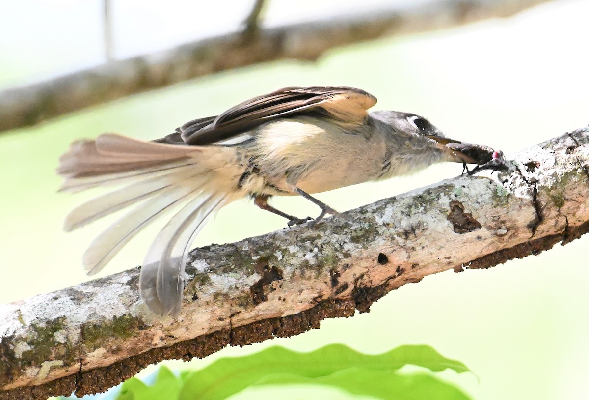 Cuban Pewee - ML637607629