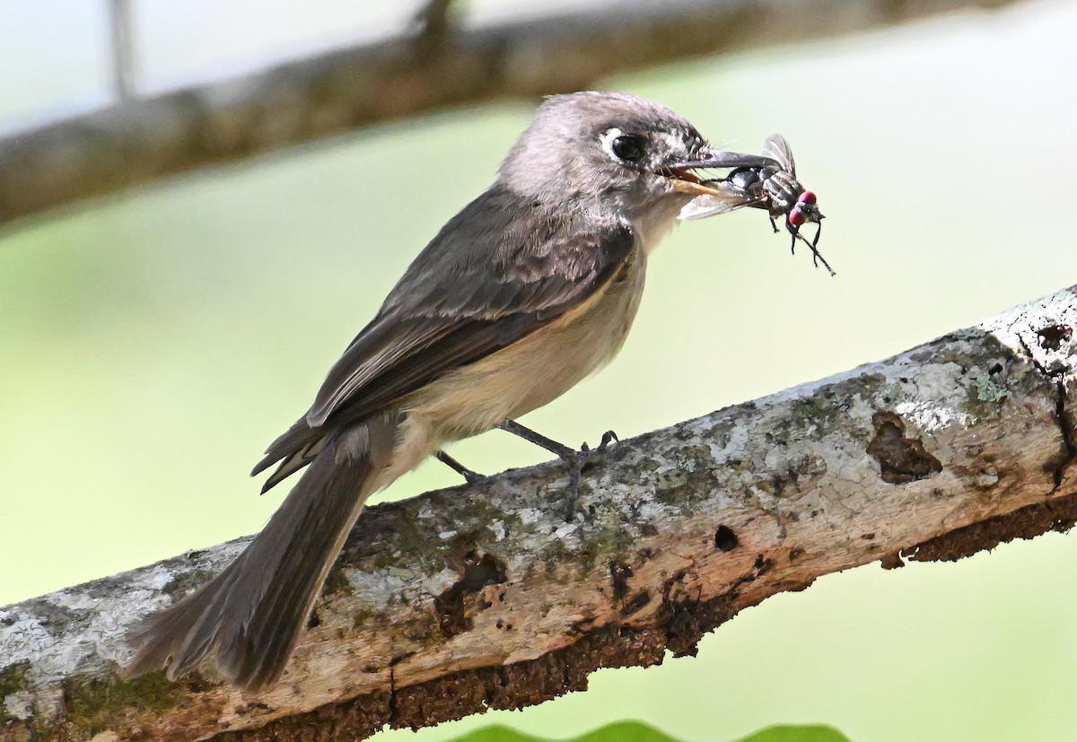 Cuban Pewee - ML637607644