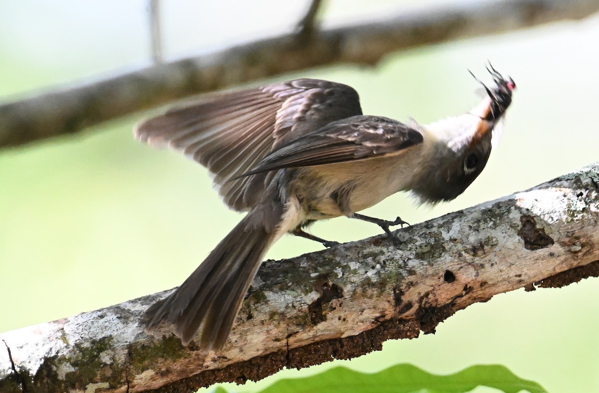 Cuban Pewee - ML637607656