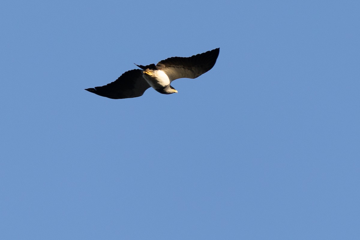 Black-chested Buzzard-Eagle - ML637607660