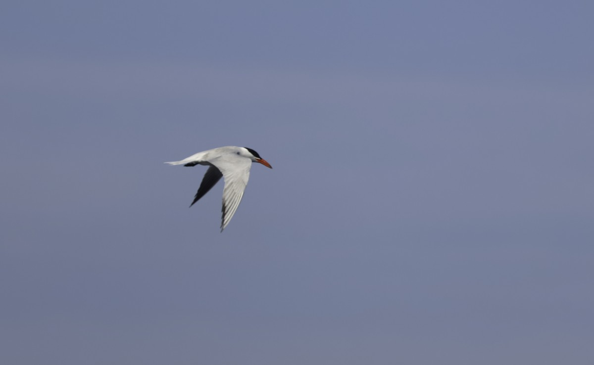 Caspian Tern - ML637607675