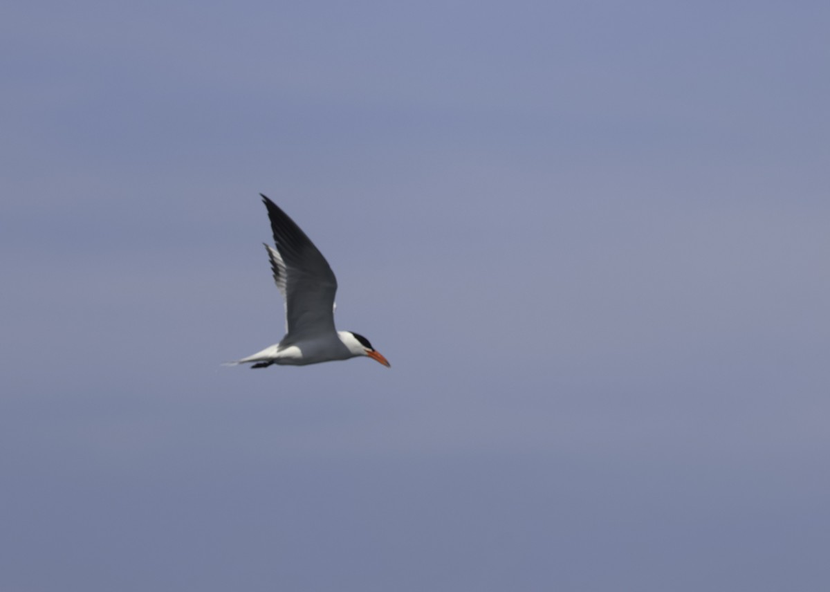 Caspian Tern - ML637607676