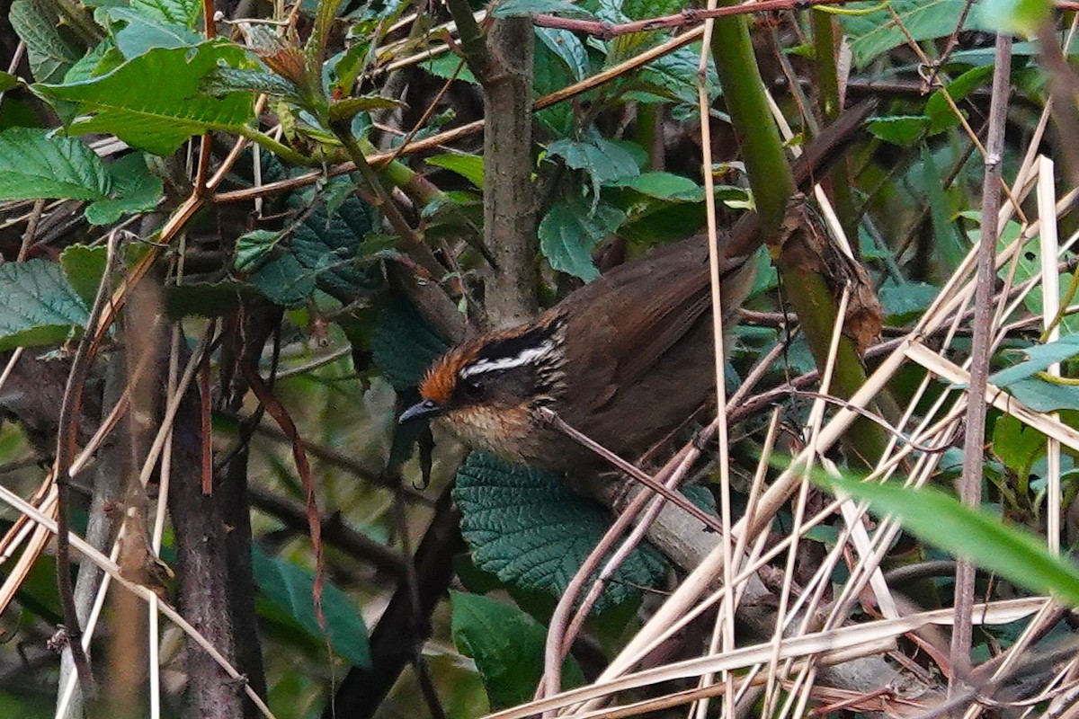 Rusty-capped Fulvetta - ML637607687