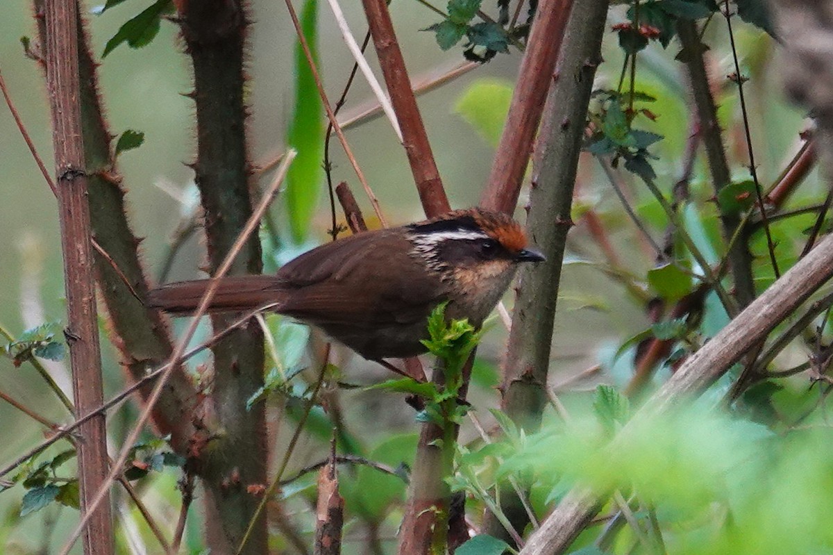 Rusty-capped Fulvetta - ML637607688
