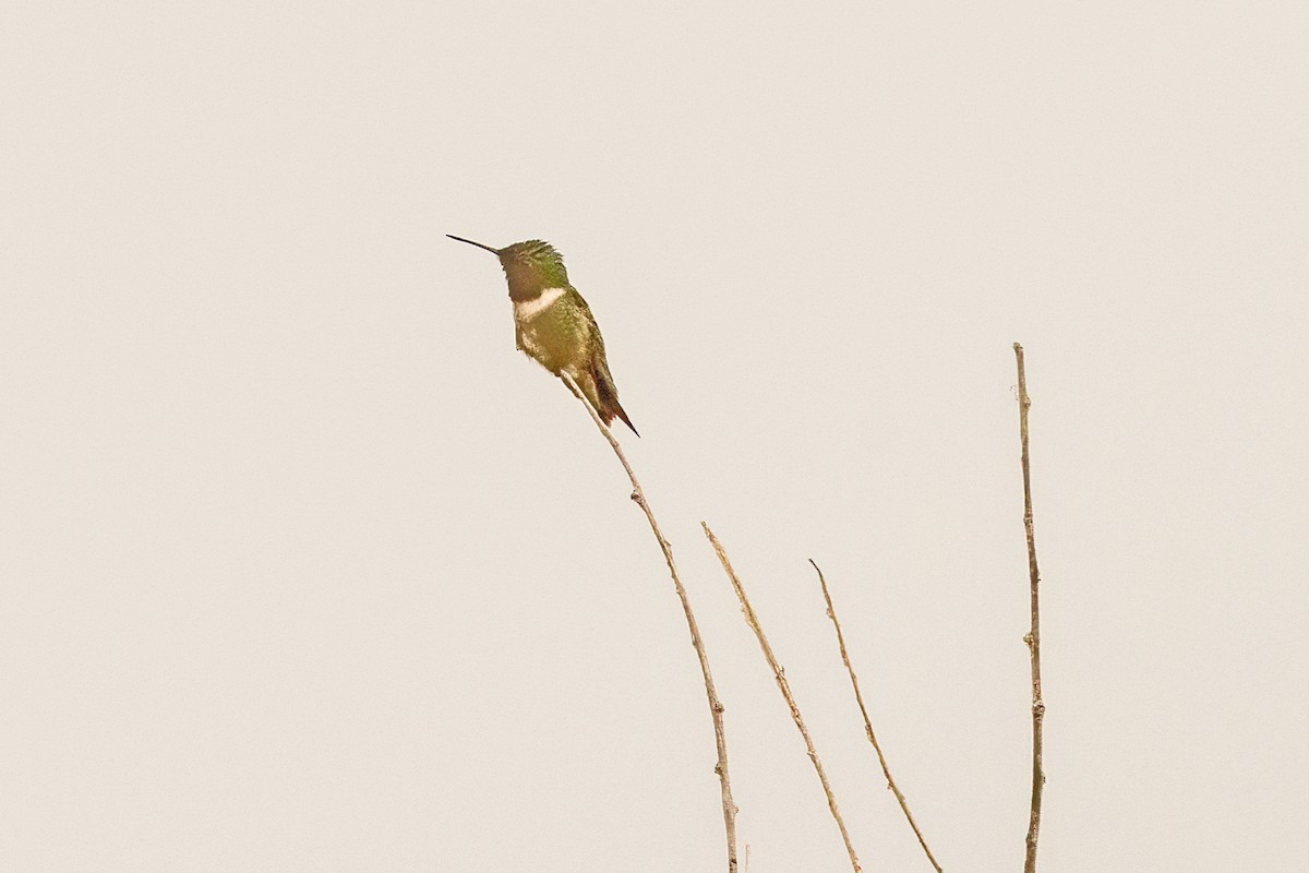 Ruby-throated Hummingbird - ML637607691