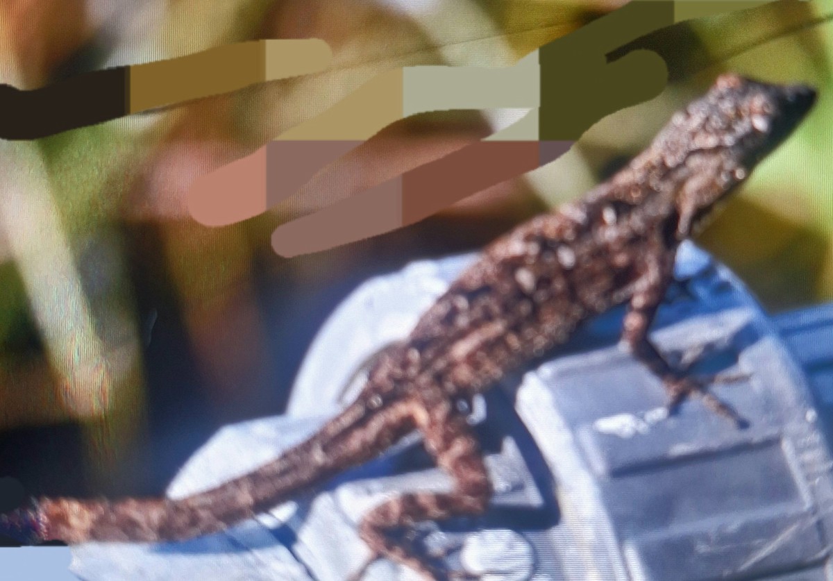 Amphibians - ML637607692