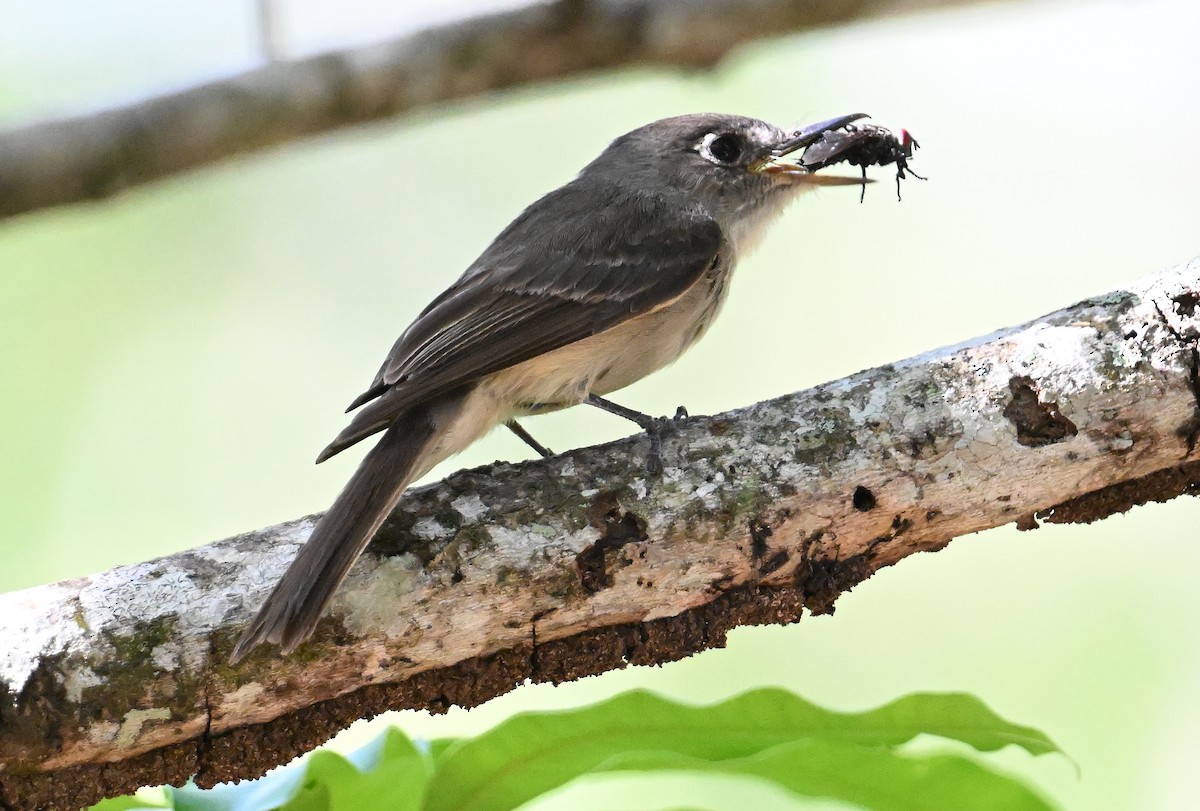 Cuban Pewee - ML637607715