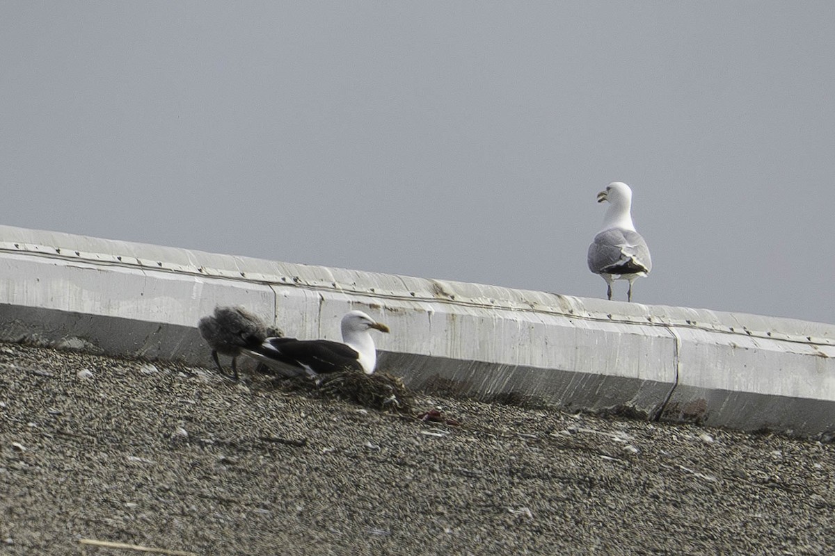 Kelp Gull - ML637607719