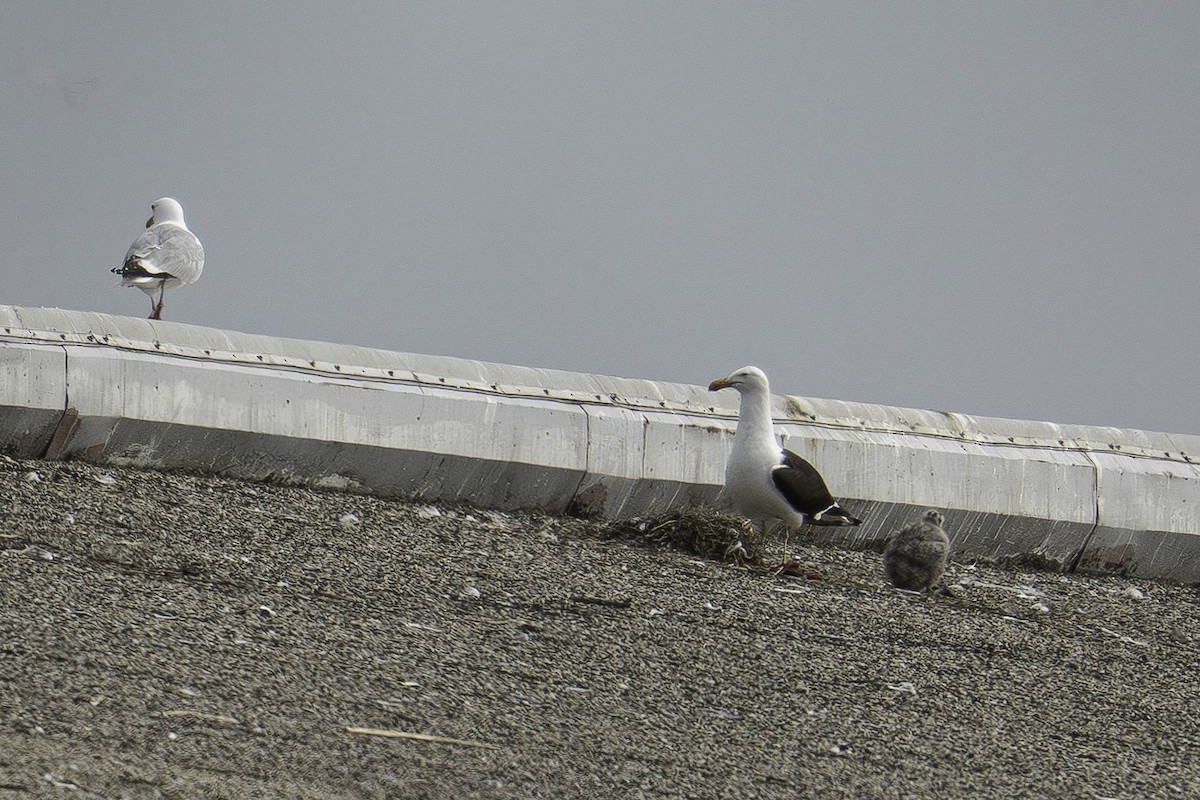 Kelp Gull - ML637607720