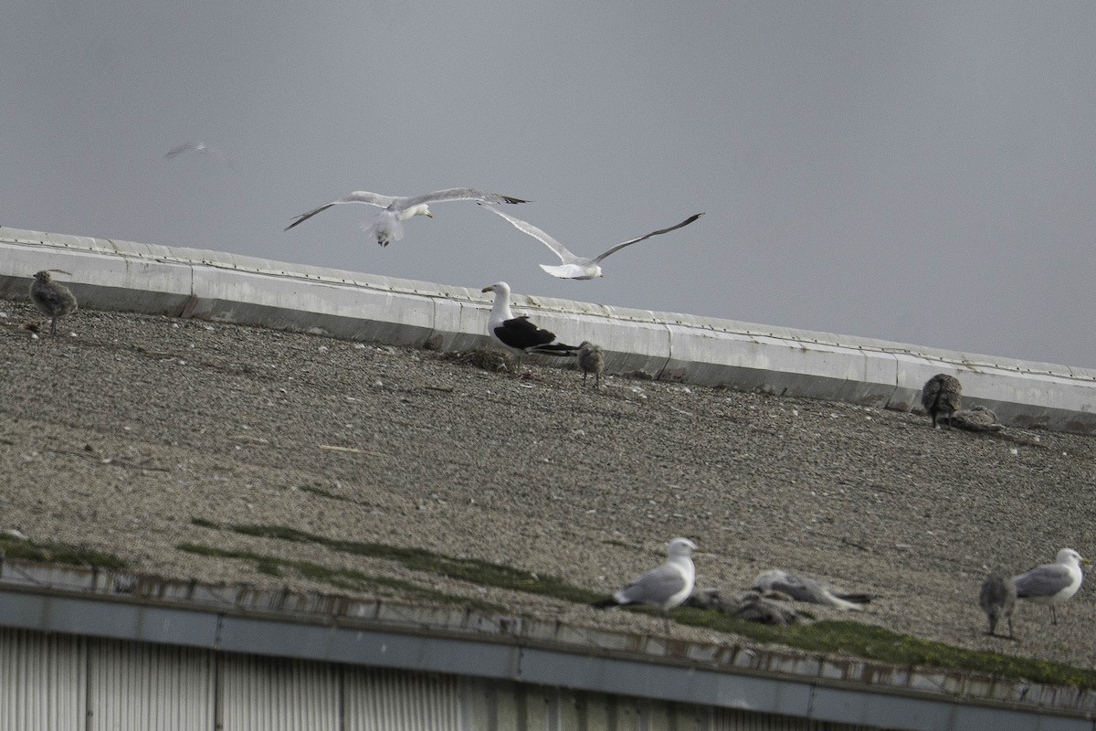 Kelp Gull - ML637607721