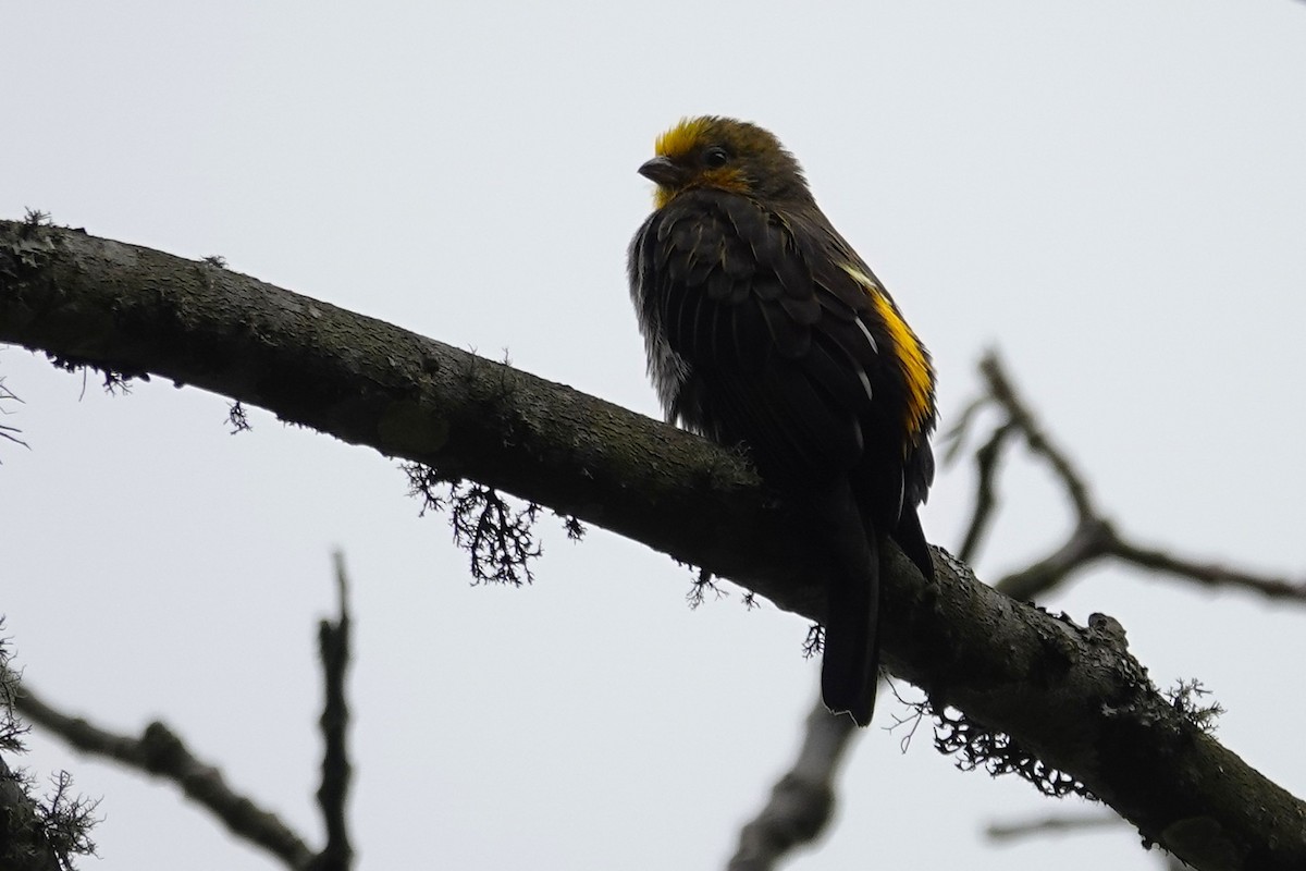 Yellow-rumped Honeyguide - ML637607797
