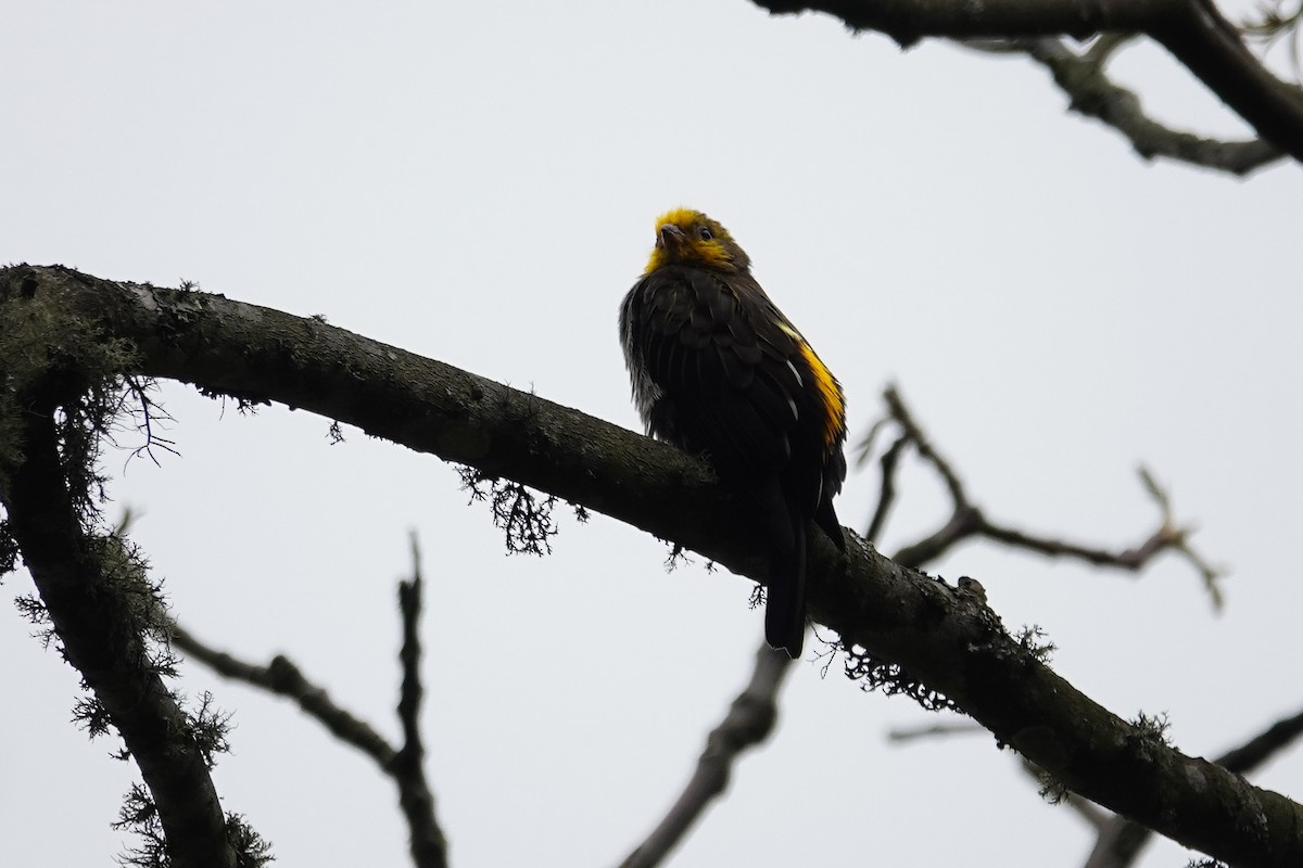 Yellow-rumped Honeyguide - ML637607798