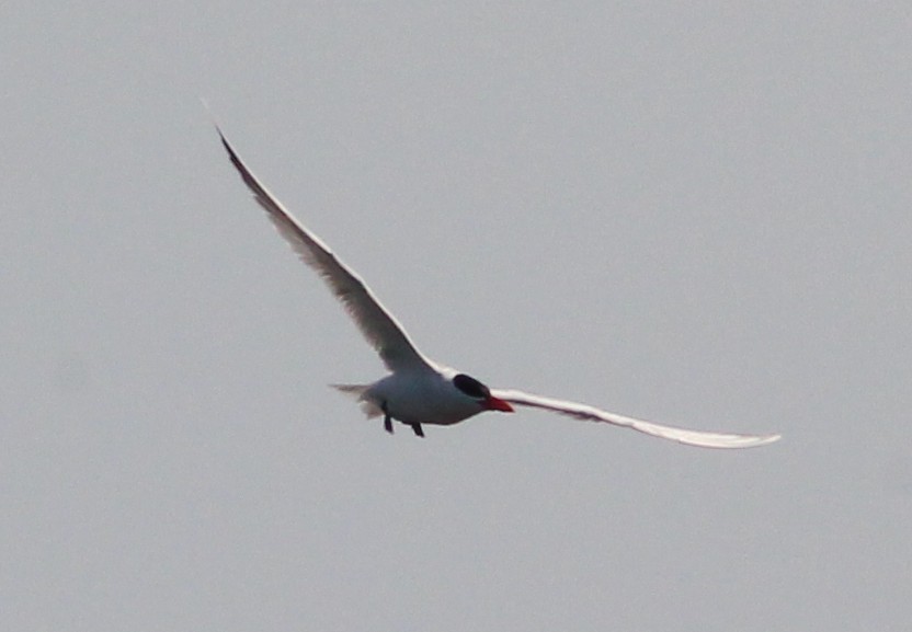 Caspian Tern - ML637607808