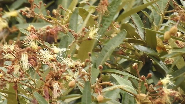 Oasis Hummingbird - ML637607875