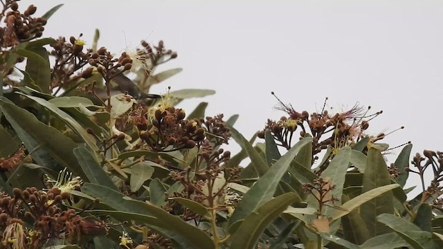 Oasis Hummingbird - ML637607876