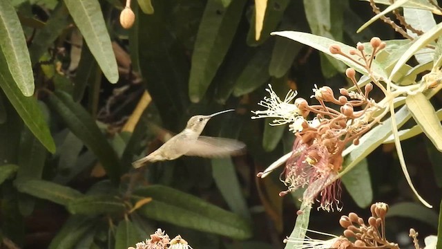 Oasis Hummingbird - ML637607877