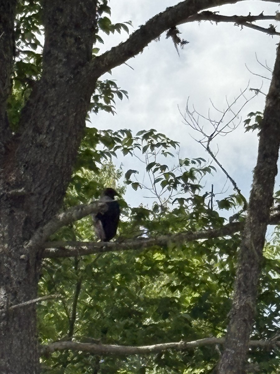 Black Vulture - ML637607880