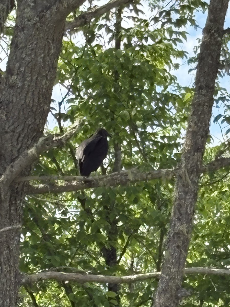 Black Vulture - ML637607881