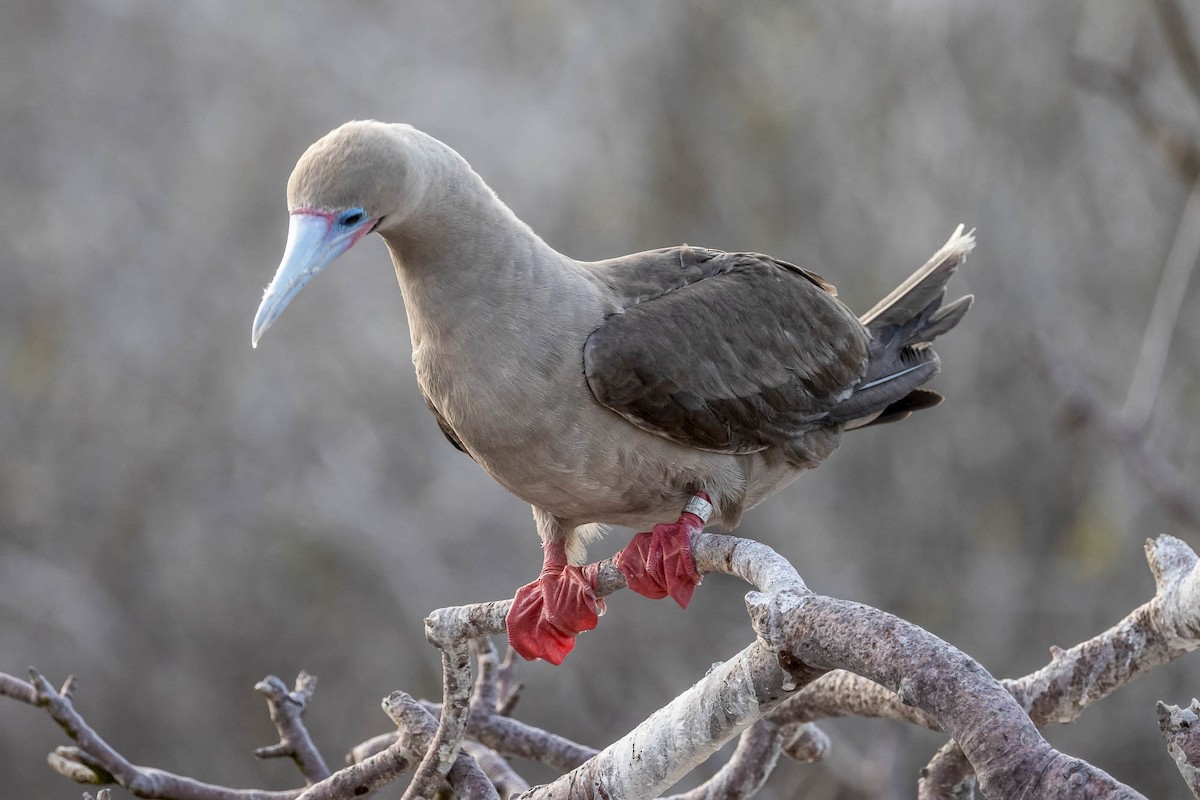Red-footed Booby (Eastern Pacific) - ML637607927