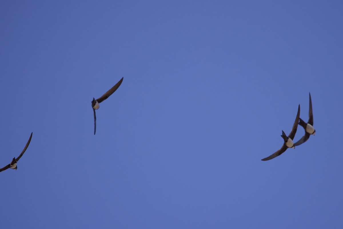 Alpine Swift - ML637607930