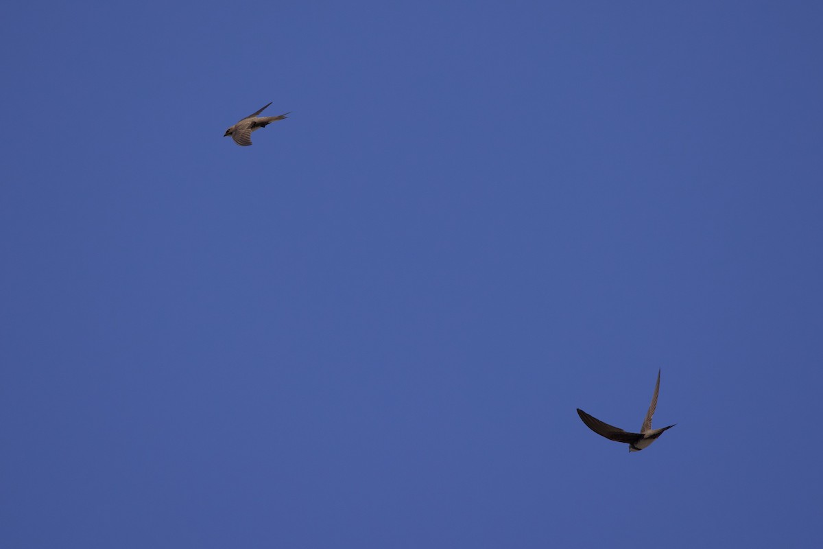Alpine Swift - ML637607934