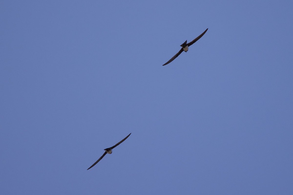 Alpine Swift - ML637607936