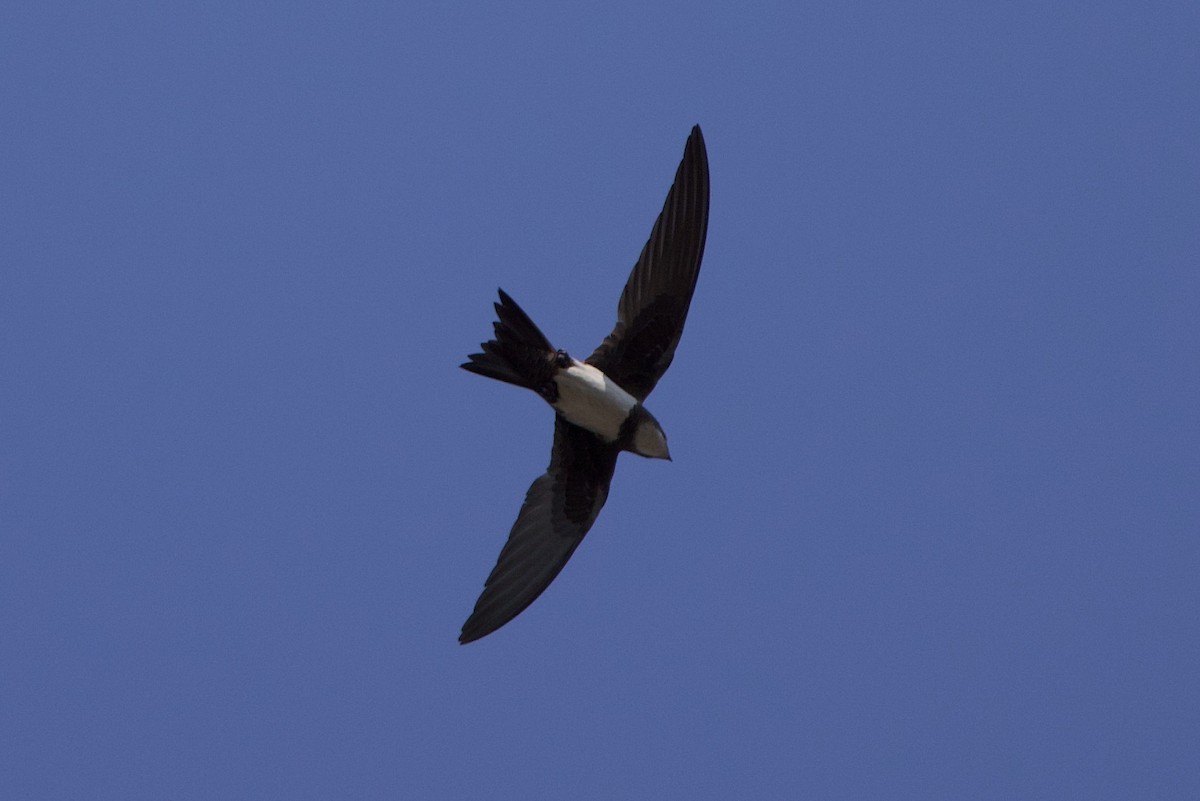Alpine Swift - ML637607940