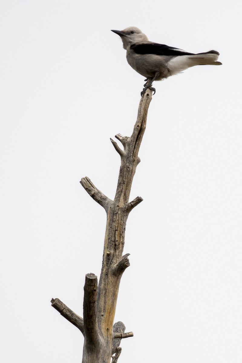 Clark's Nutcracker - ML637607954