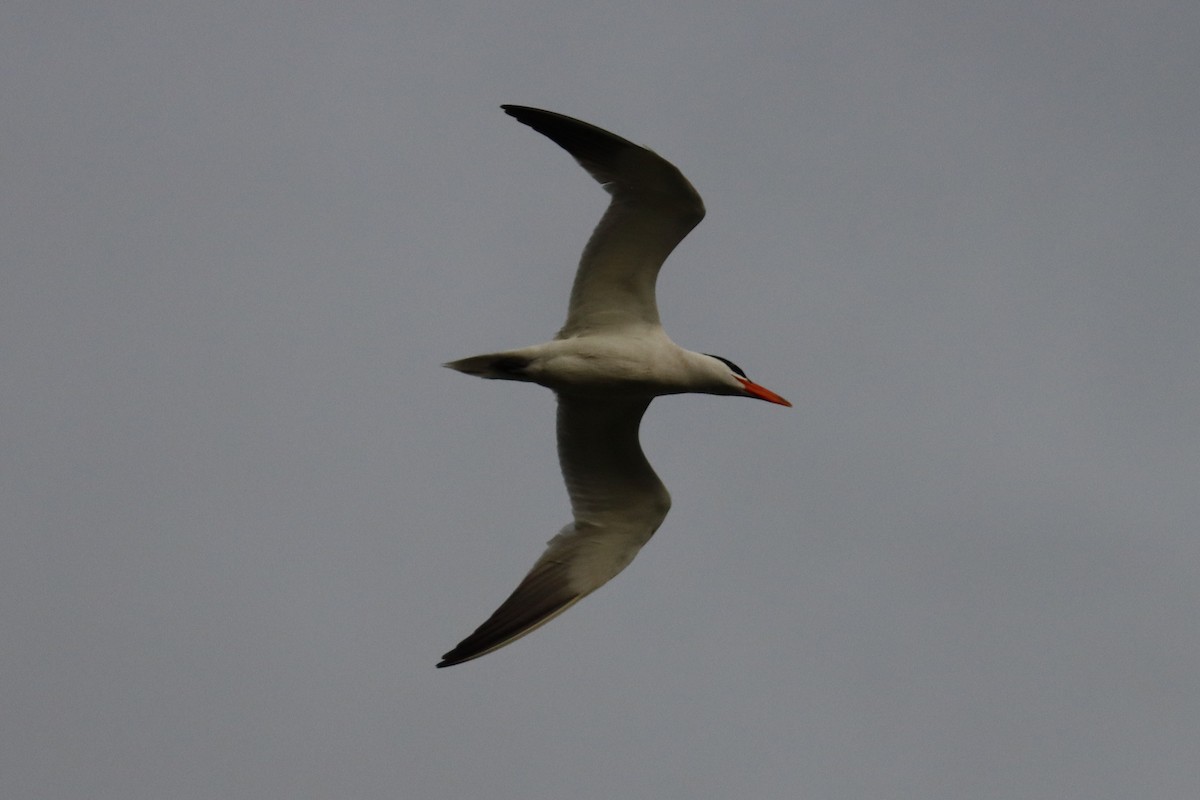 Caspian Tern - ML637608023