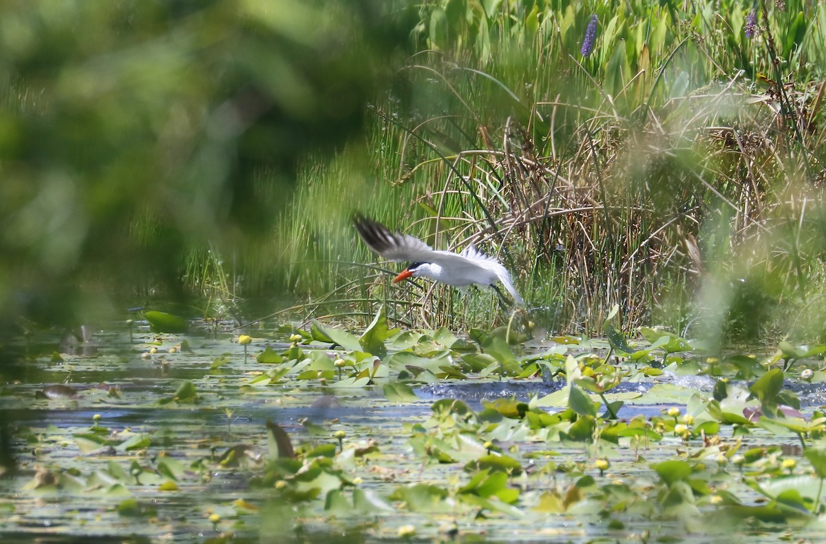 Caspian Tern - ML637608024