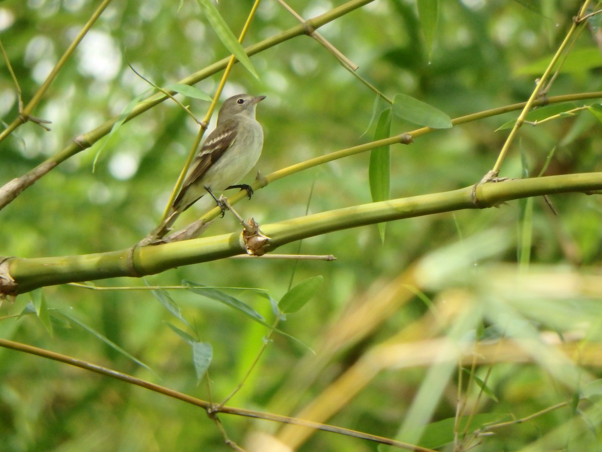 Small-billed Elaenia - ML637608081