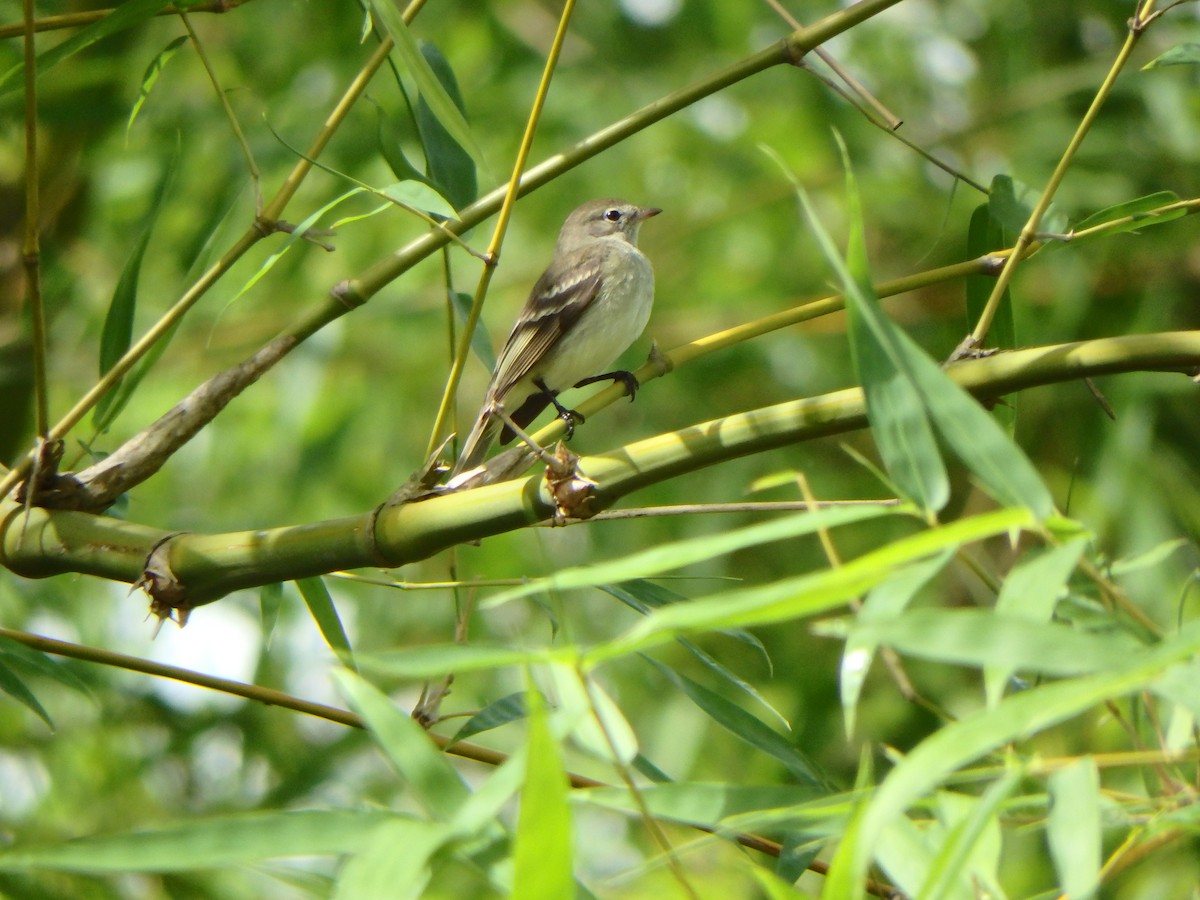 Small-billed Elaenia - ML637608084