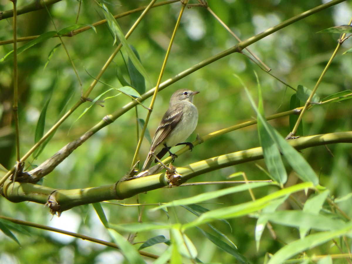Small-billed Elaenia - ML637608098