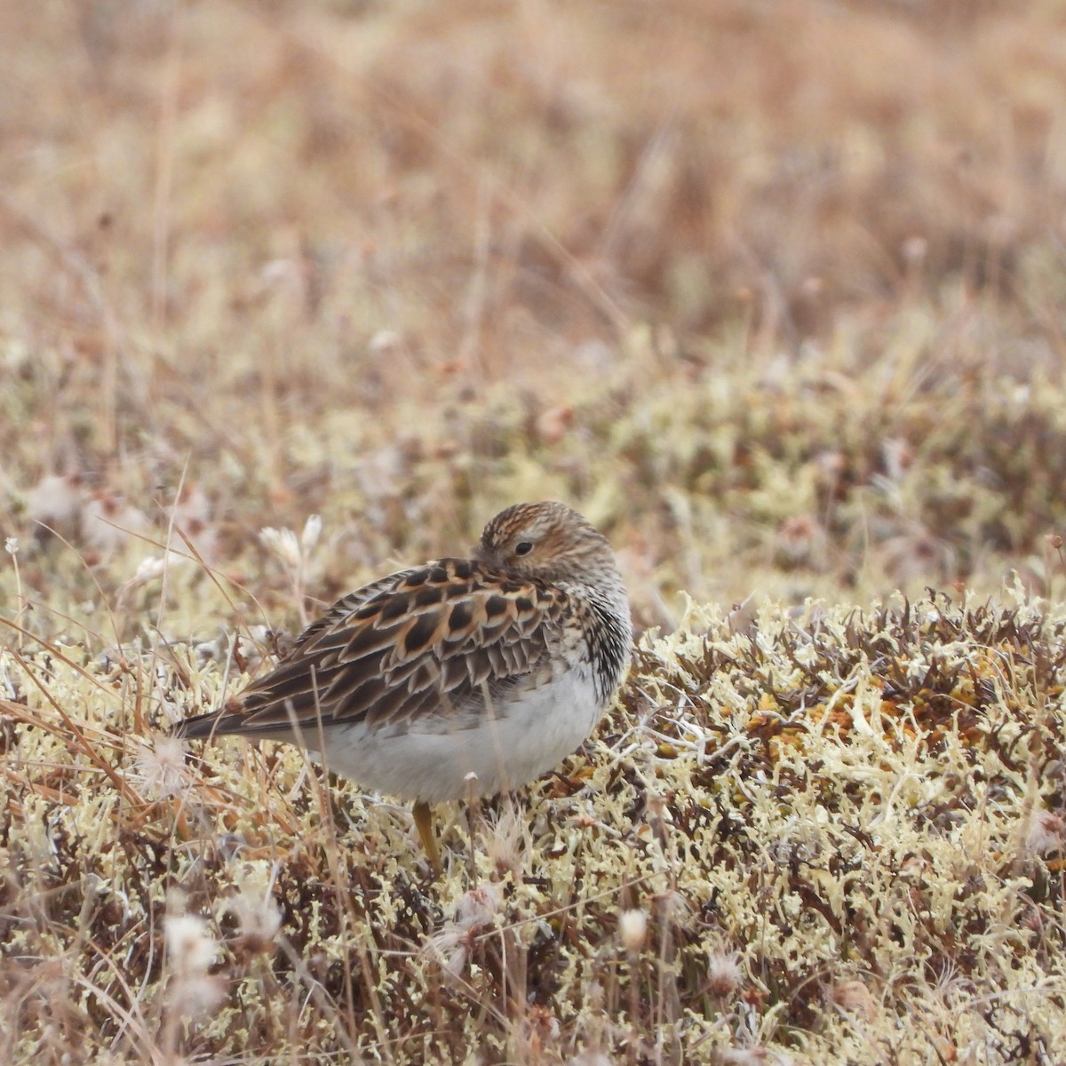 Pectoral Sandpiper - ML637608168