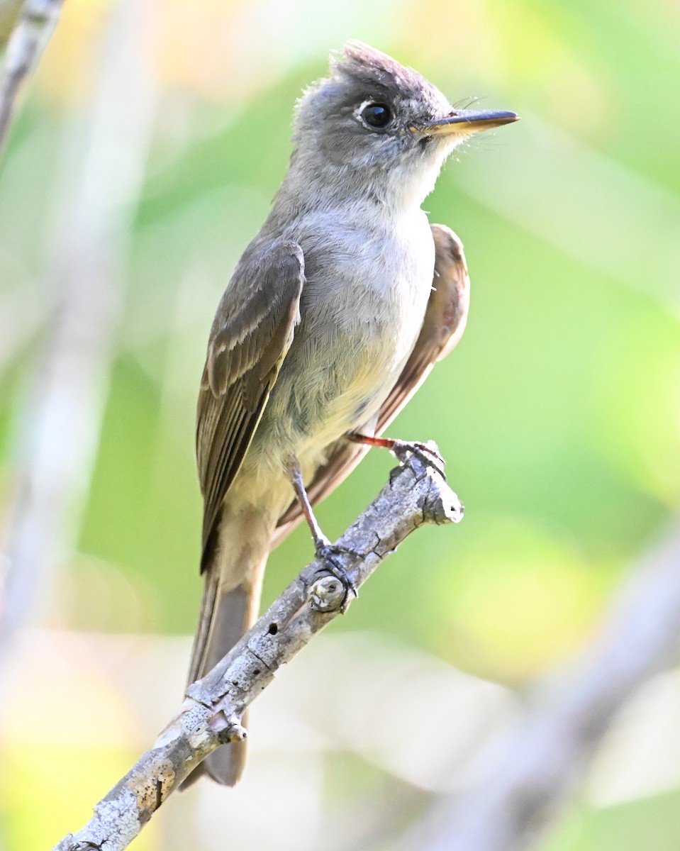 Cuban Pewee - ML637608217