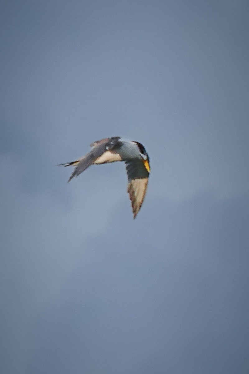 Great Crested Tern - ML637608221